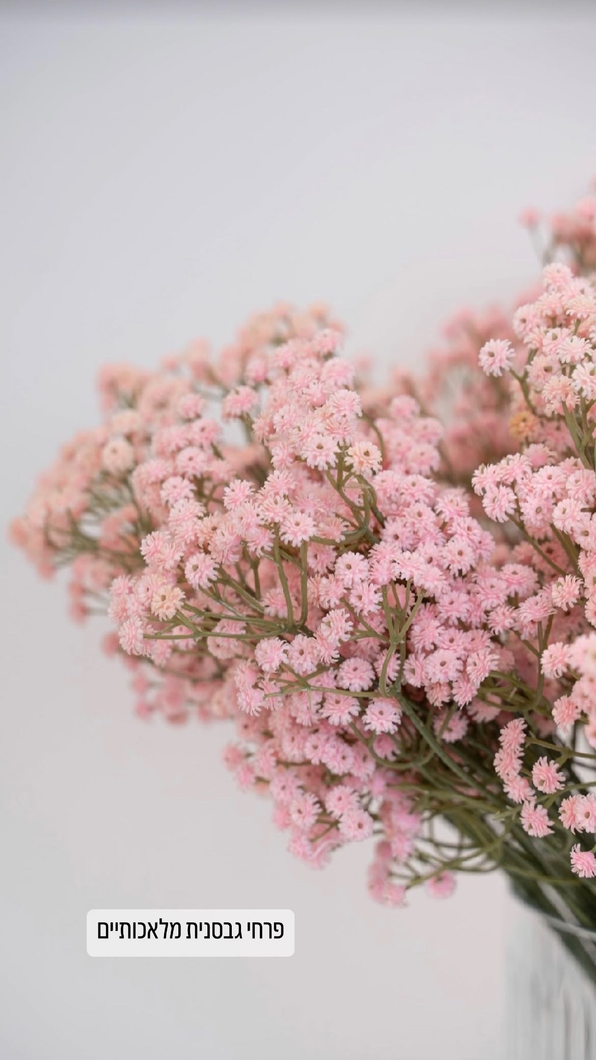 גבסניות מלאכותיות ורודות