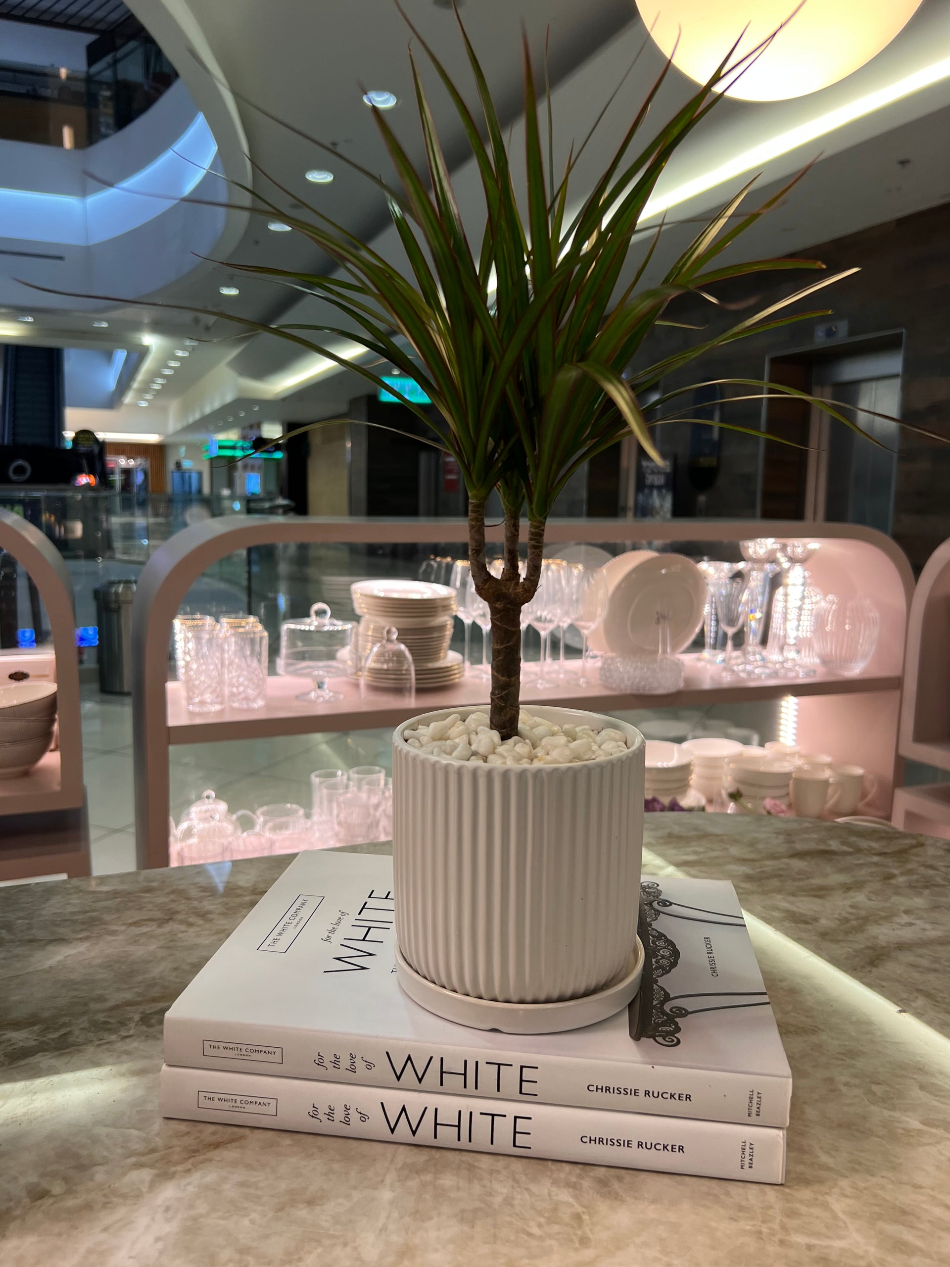 עציץ דרצנה מרגריטה