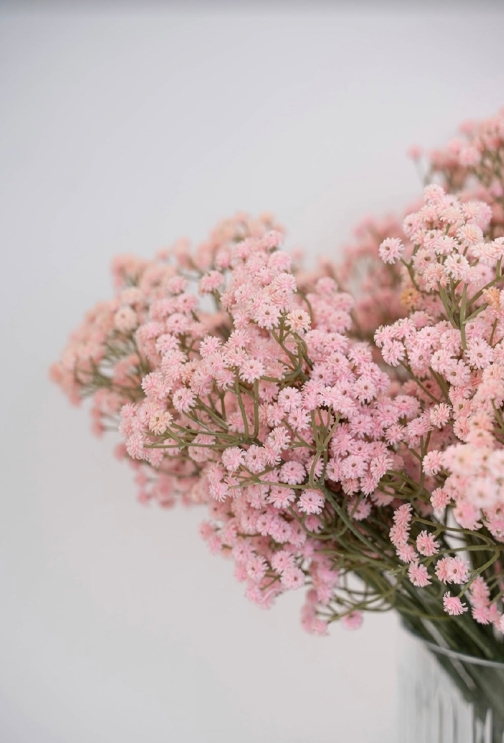 גבסניות מלאכותיות ורודות