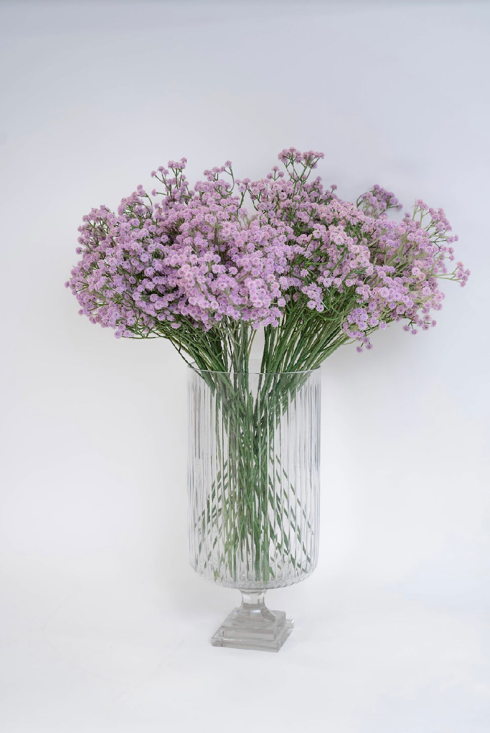 פרחי גבסנית בסגול לילך