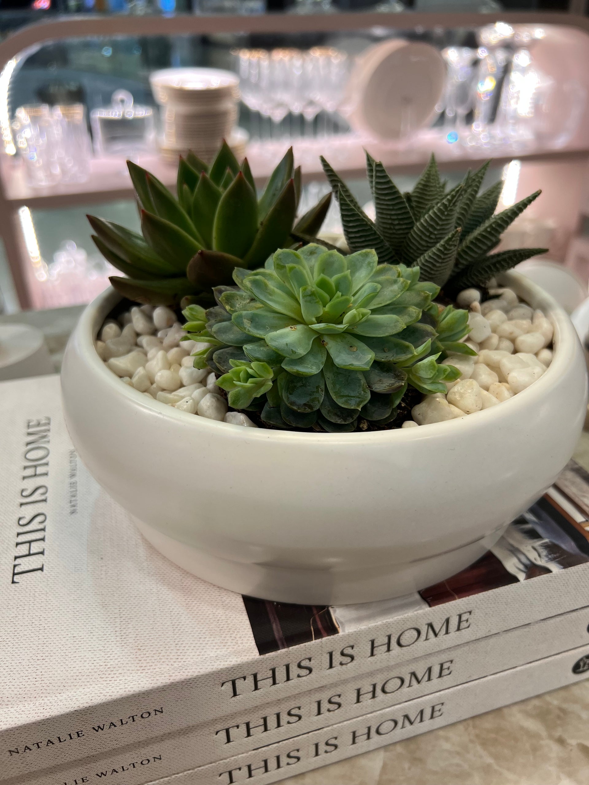 סידור סוקולנטים בכלי קרמי