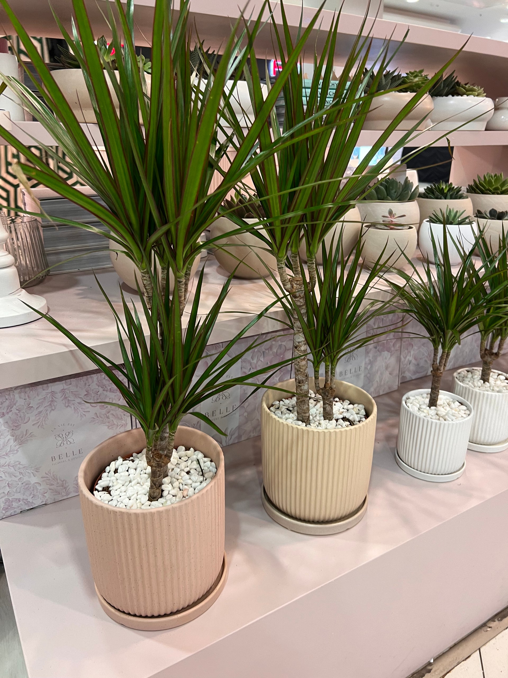 עציץ דרצנה מרגריטה