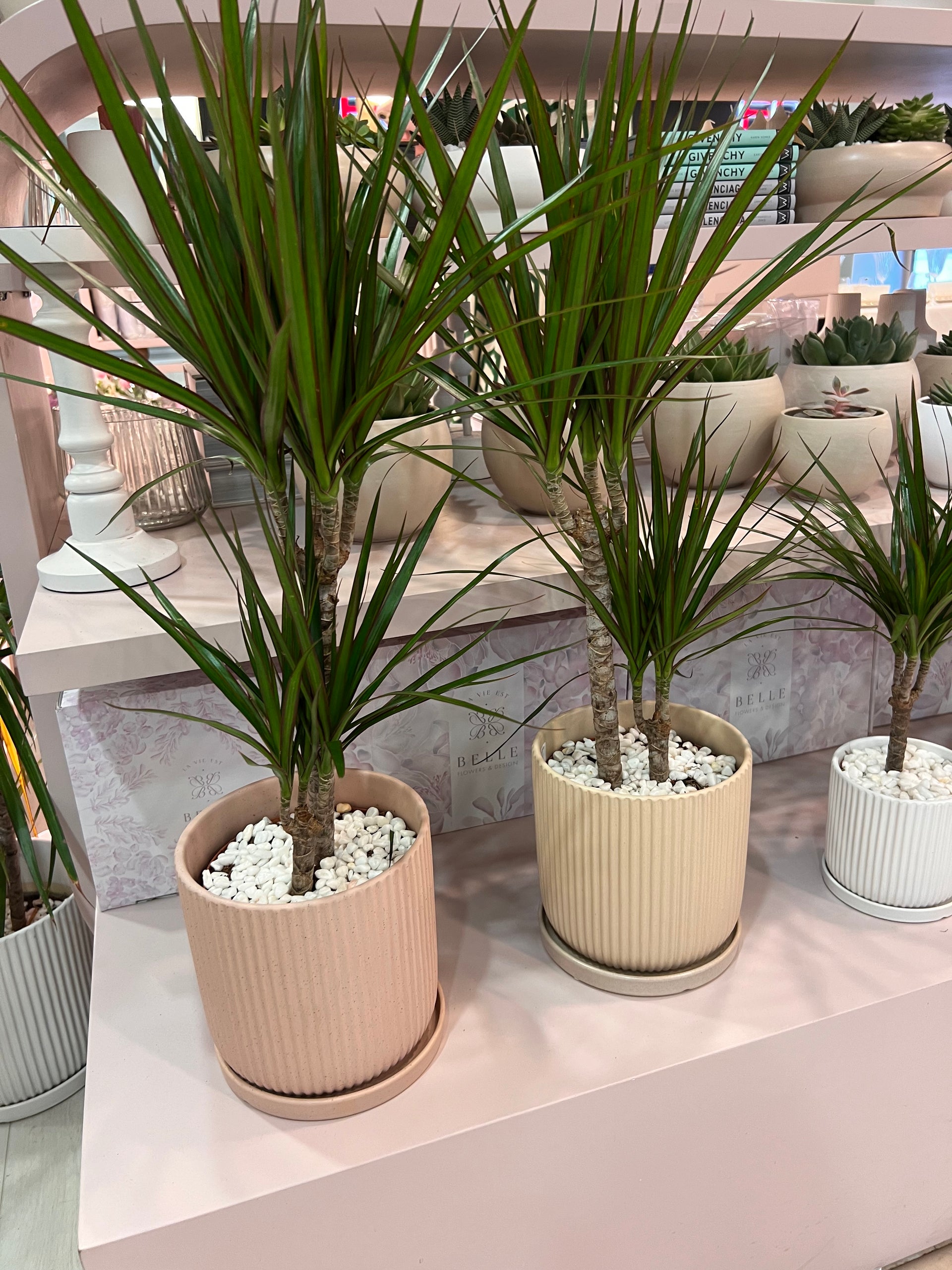 עציץ דרצנה מרגריטה