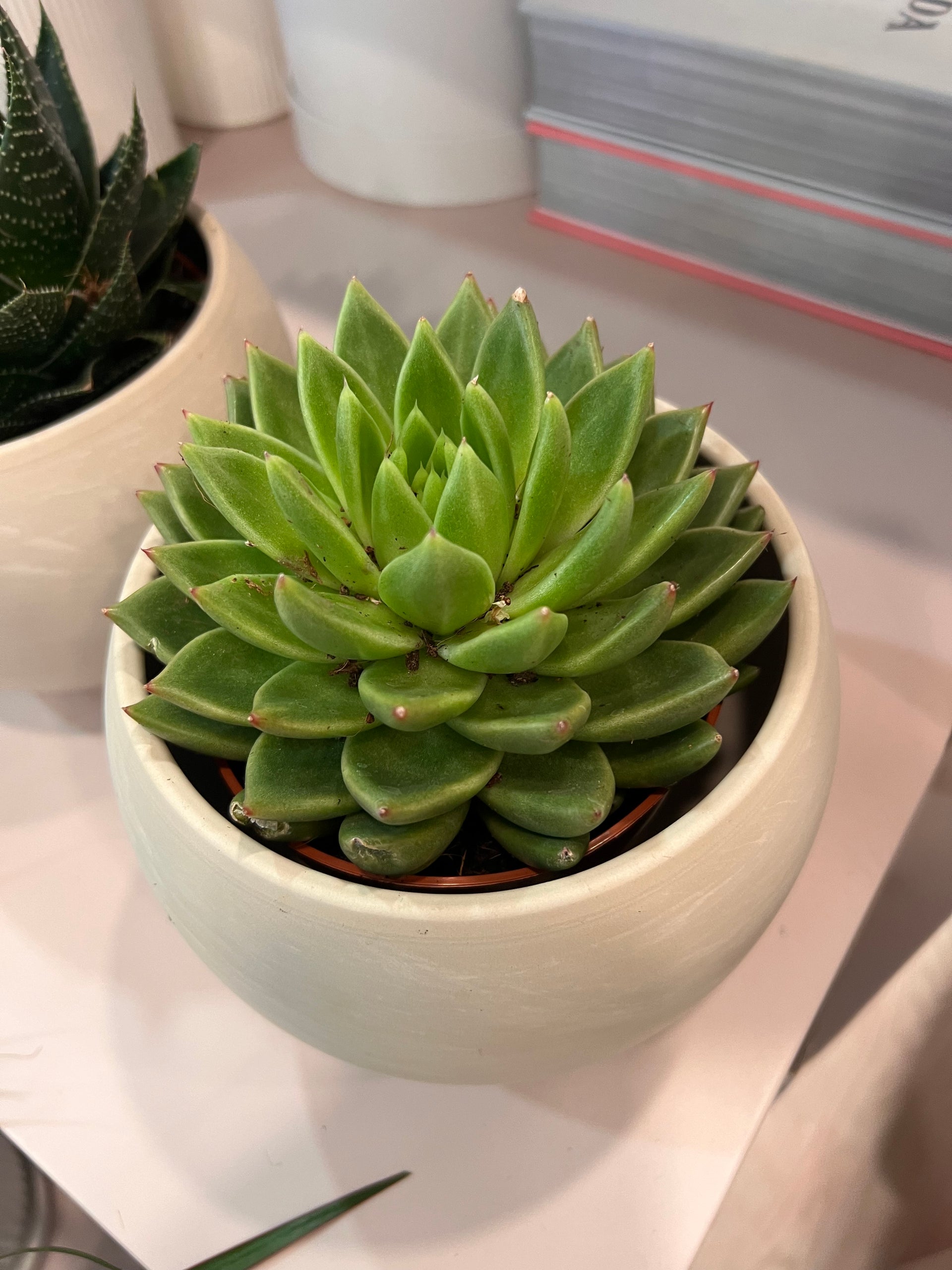 עציץ סוקולנט בכלי קרמי