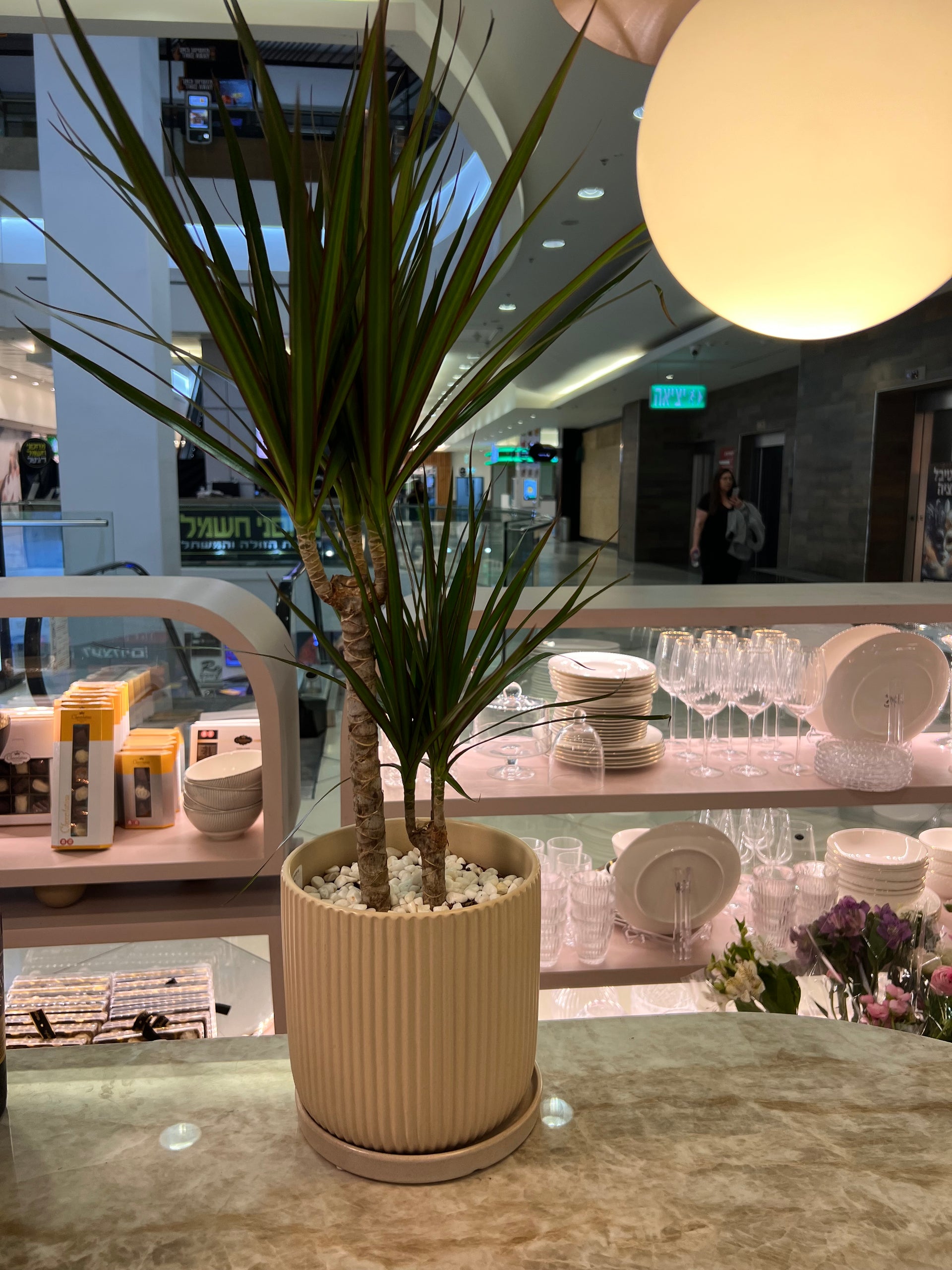 עציץ דרצנה מרגריטה