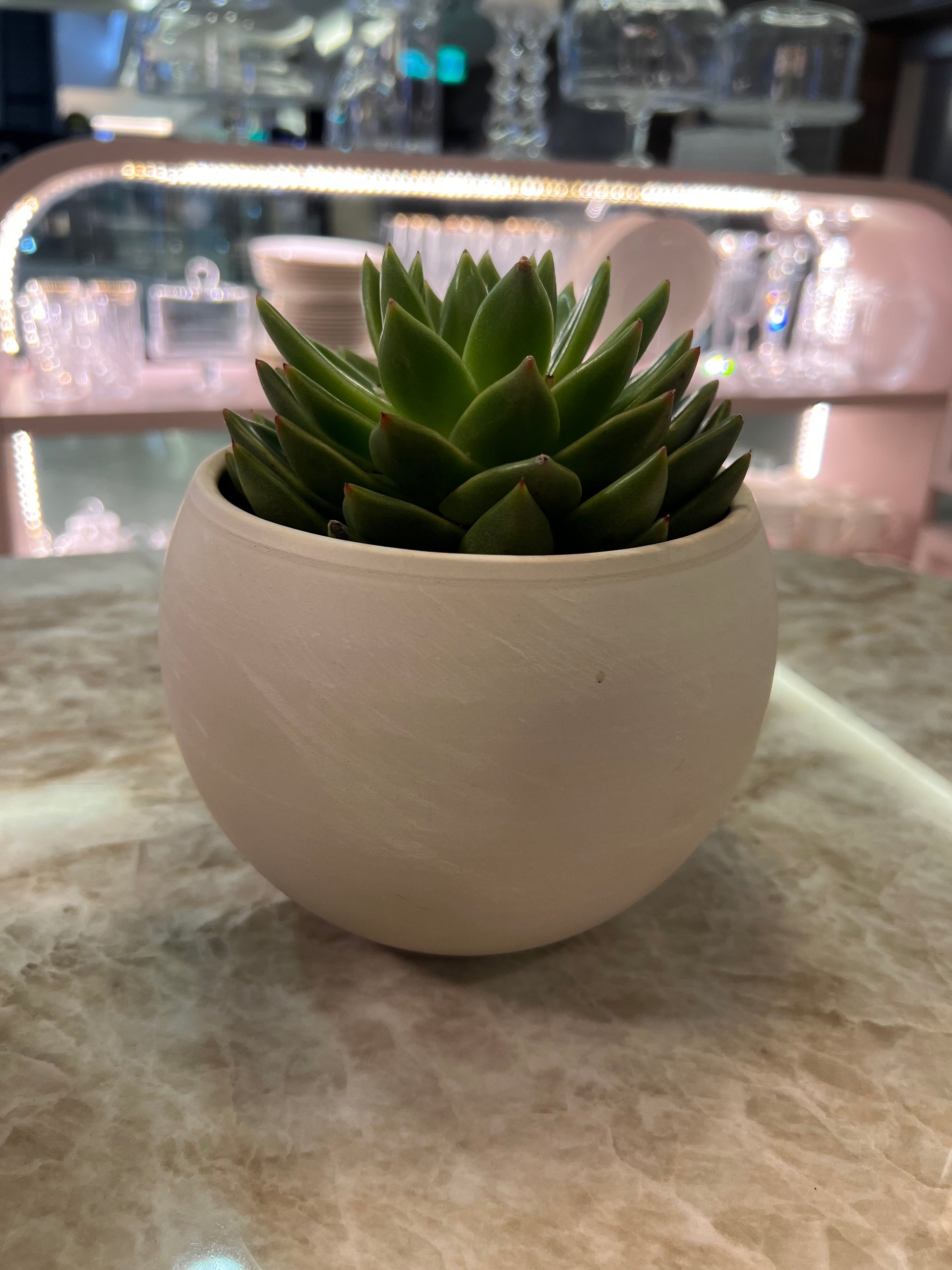 עציץ סוקולנט בכלי קרמי