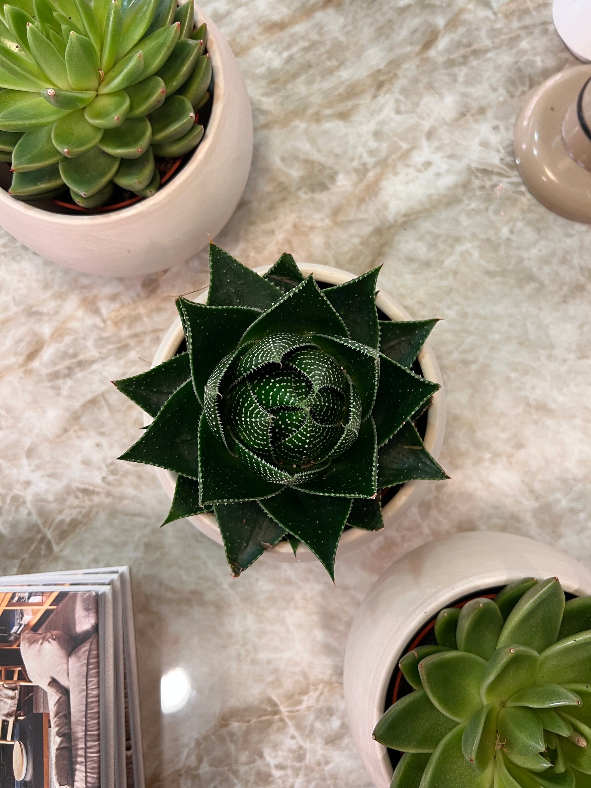 סוקולנט אלוהה