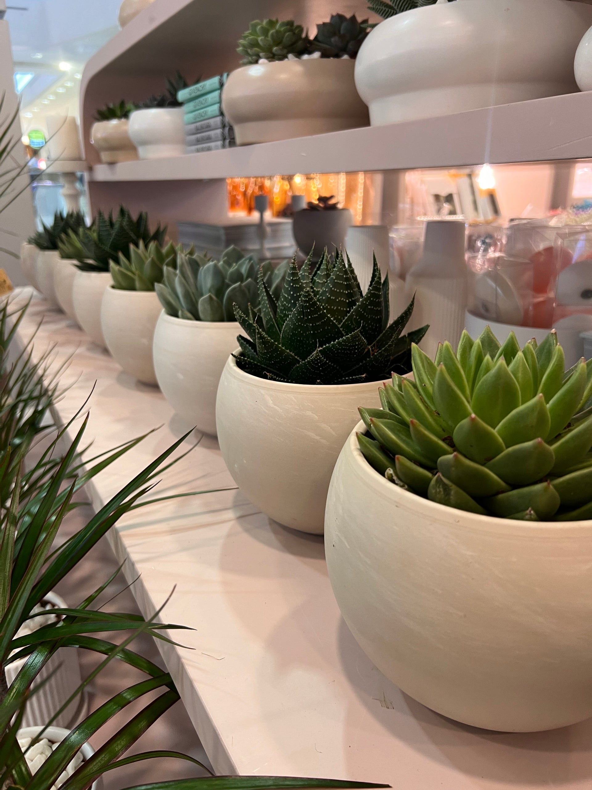 עציץ סוקולנט בכלי קרמי