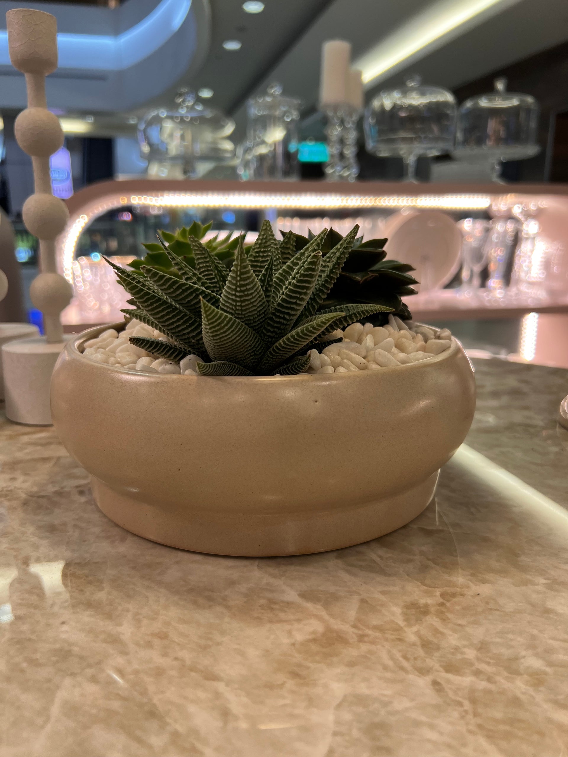 סידור סוקולנטים בכלי קרמי