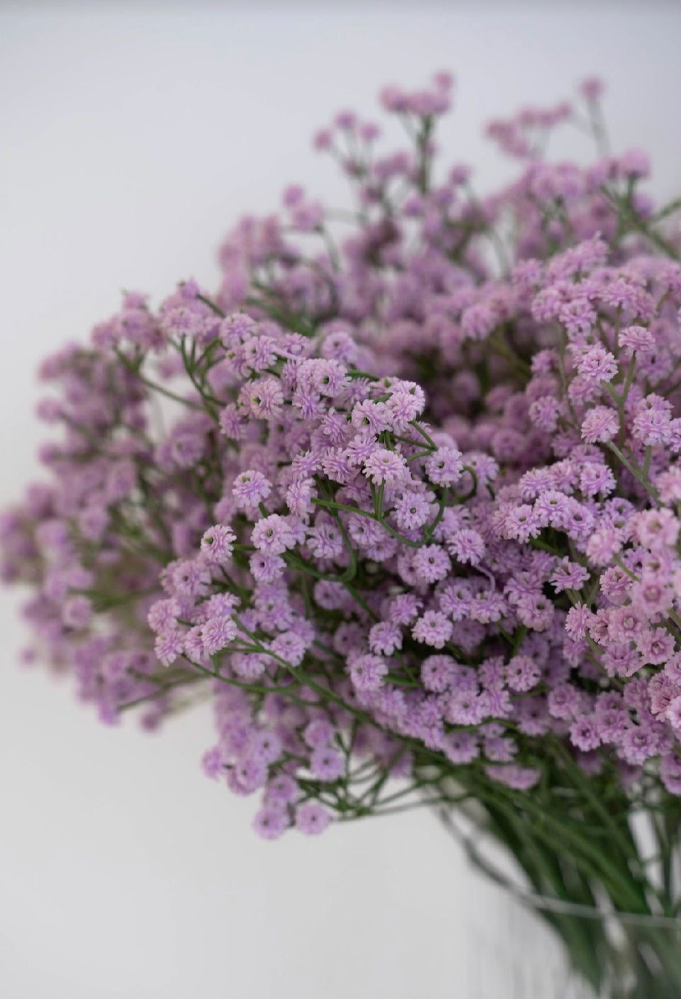 פרחי גבסנית בסגול לילך