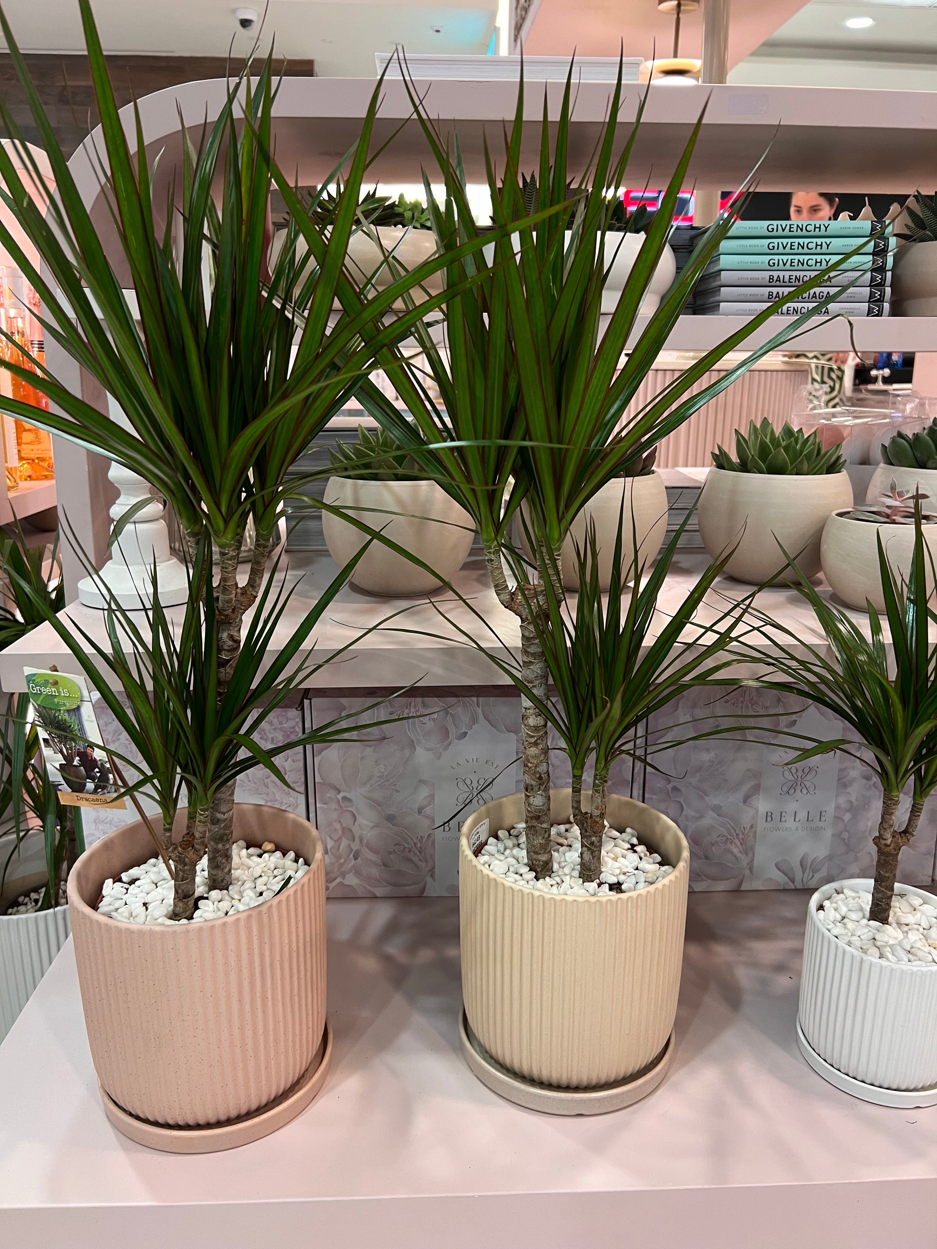 עציץ דרצנה מרגריטה