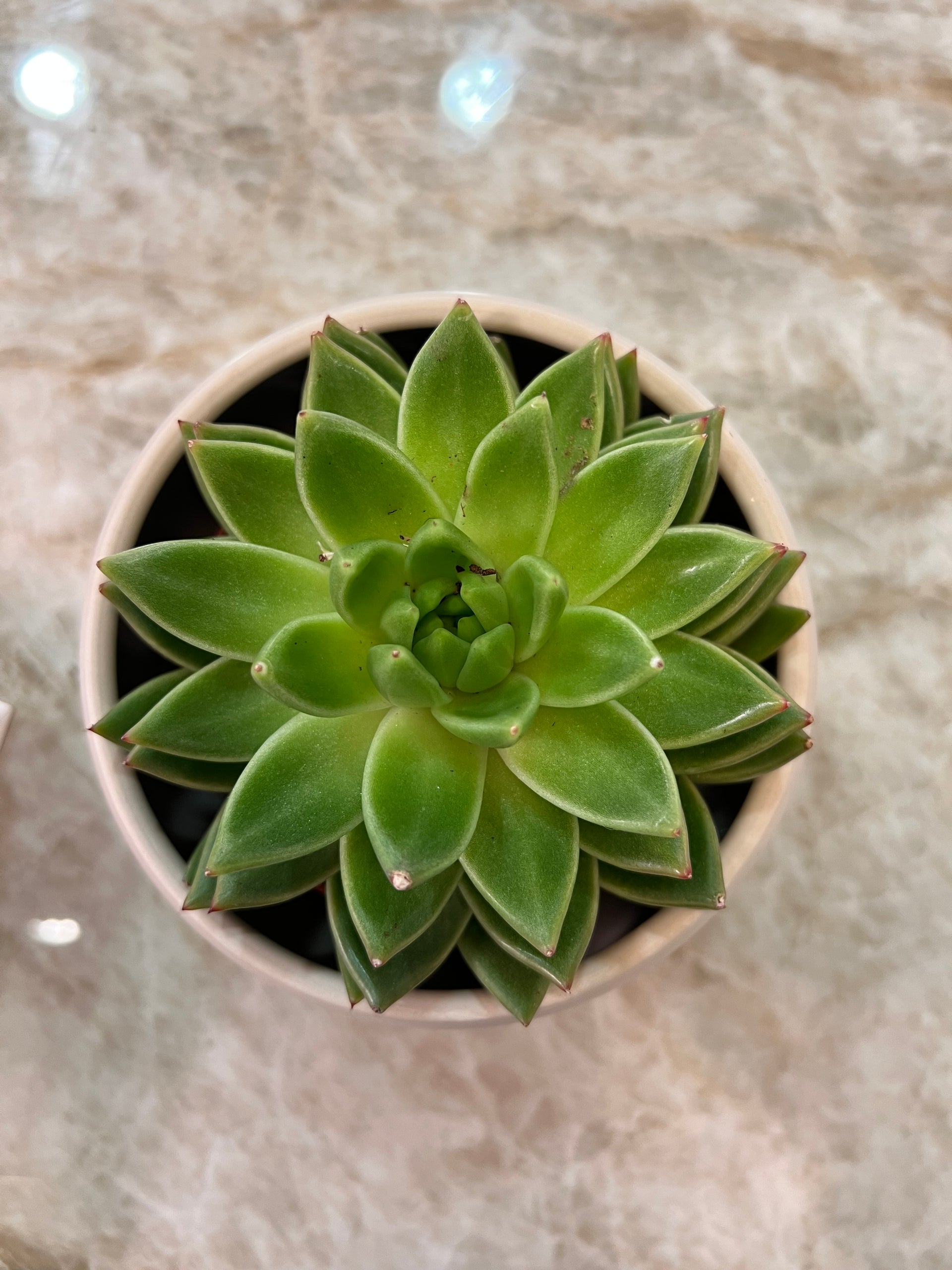 עציץ סוקולנט בכלי קרמי